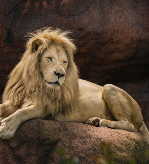 praca w zoo